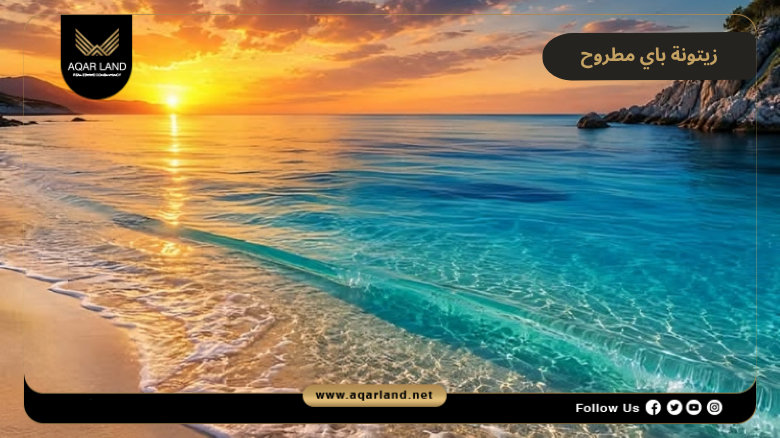 مميزات زيتونة باي مطروح 